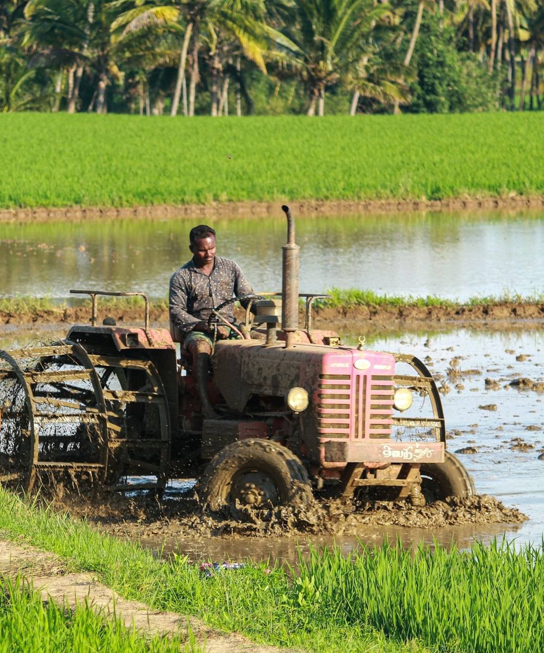 A farmer preparing a paddy field in rural India